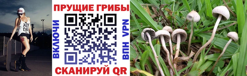 Галлюциногенные грибы Psilocybine cubensis  Петровск-Забайкальский 